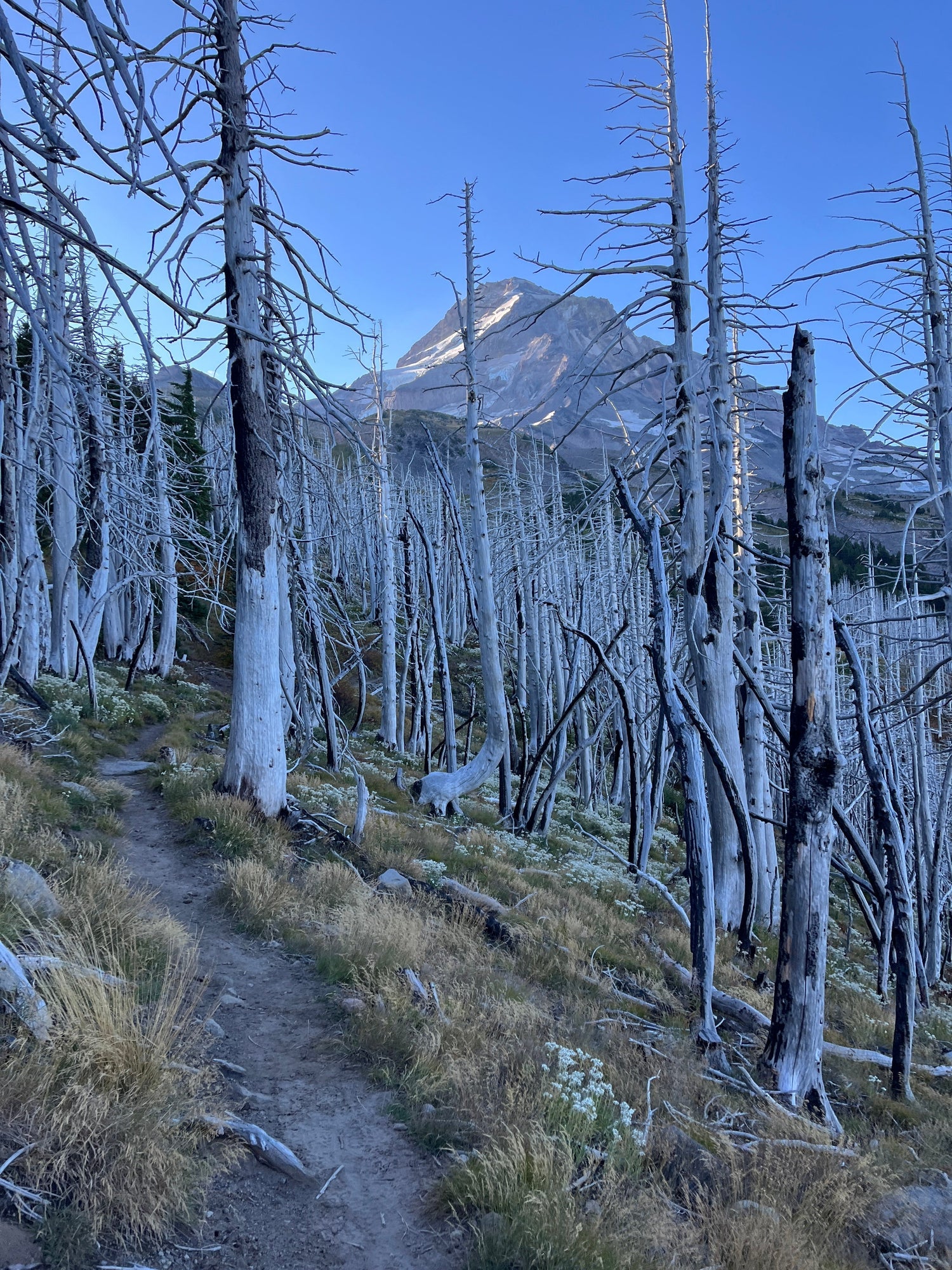 Timberline Trail: A Fast-Pack Adventure Around Mt. Hood By Kirsten Anderson