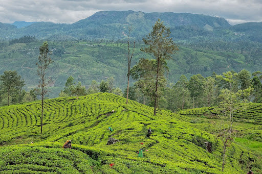 Trekking Through the Tea: Sri Lanka’s Pekoe Trail by Dave Stamboulis