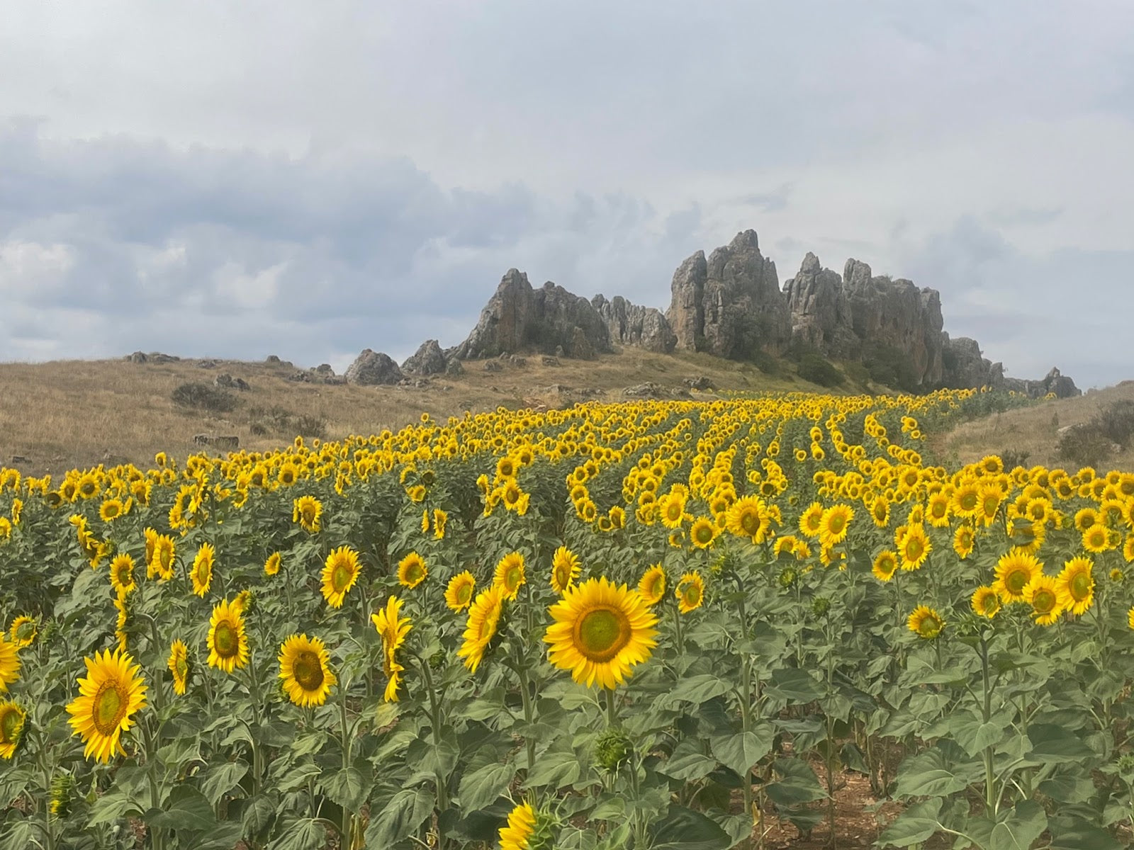 Camino Olvidado: The Forgotten Way By Sara Dhooma