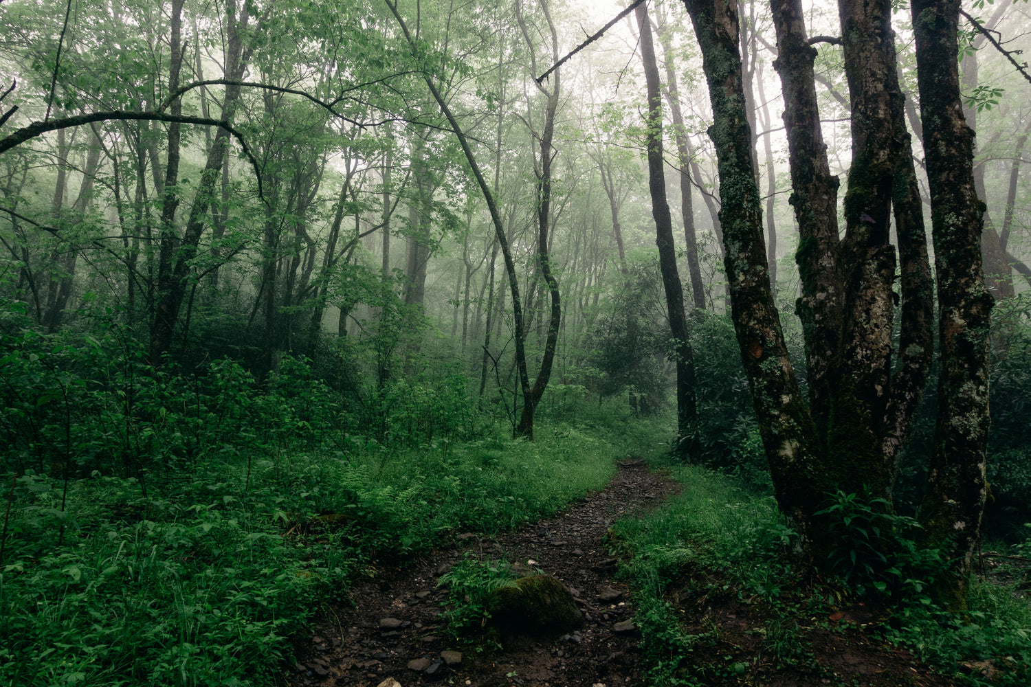 A Long (WET) Weekend in GSMNP, by Bryan Banducci