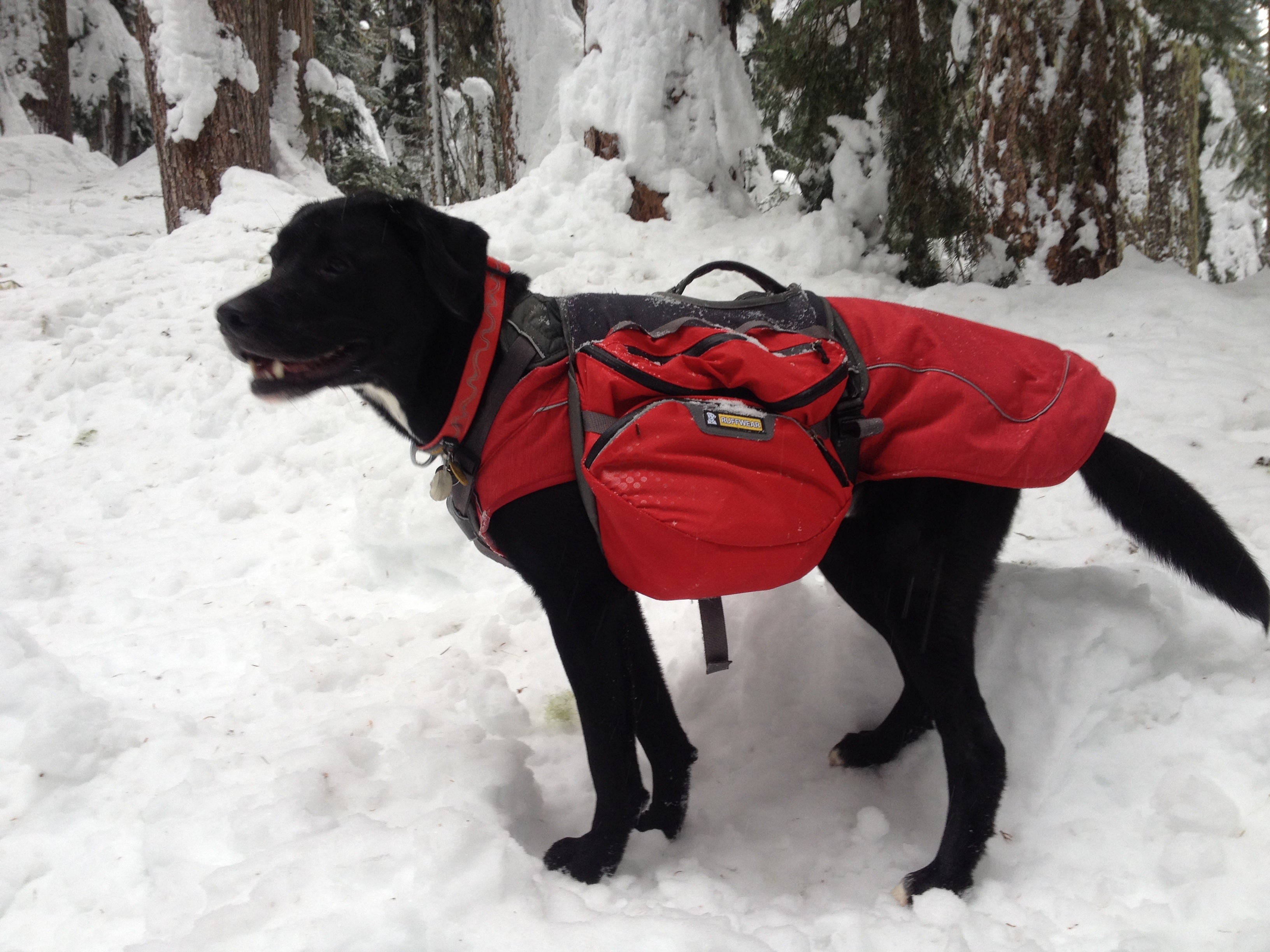 Winter Hikes Dog Collar
