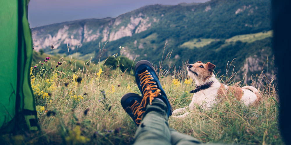 Camping With Dogs: 5 Tips for a Safe and Enjoyable Trip