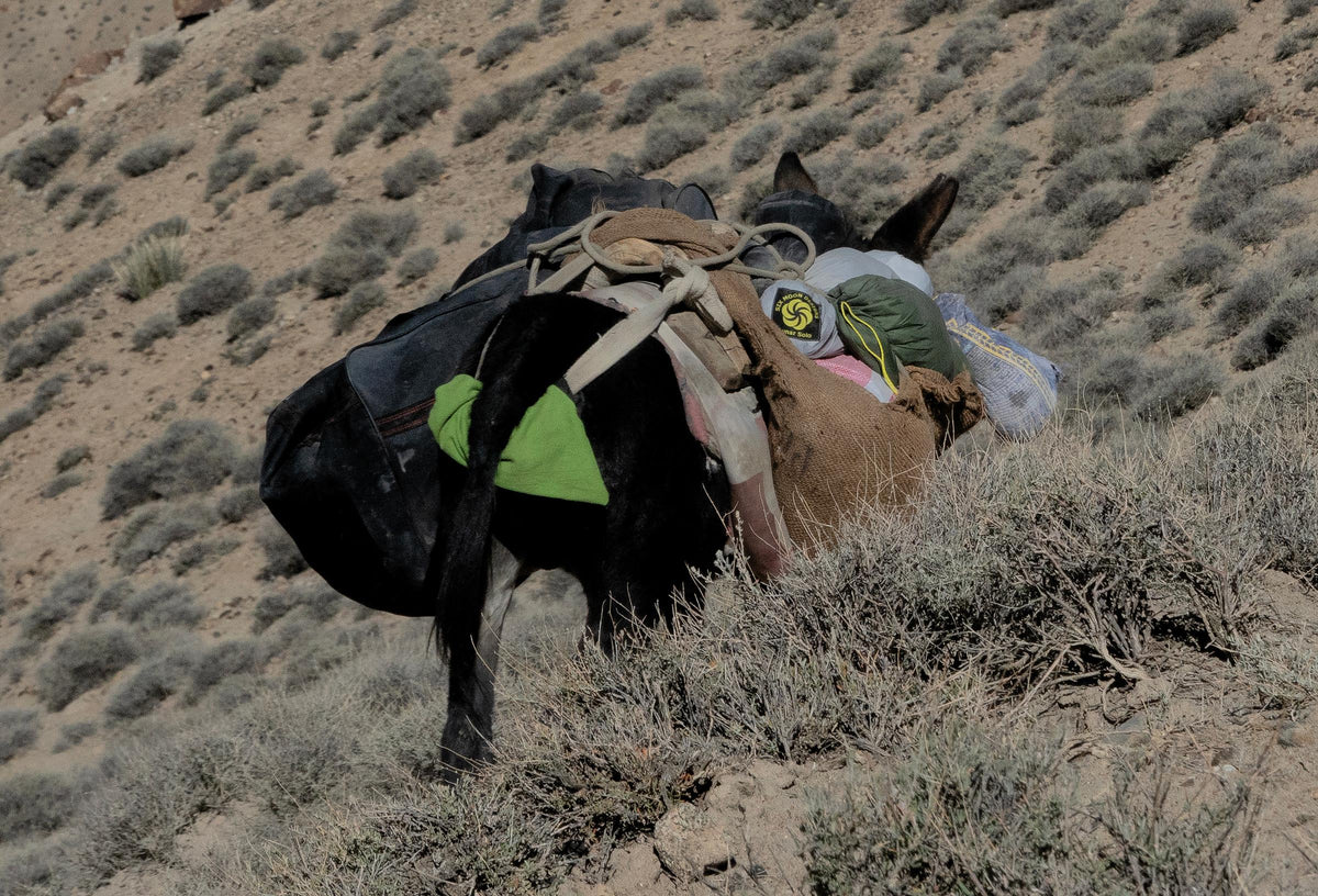 Pack donkey carrying a packed Lunar Solo stuff sack on the trail to Shimshal Pass, Pakistan